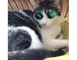 Kacamata untuk Anjing dan Kucing - Makassar