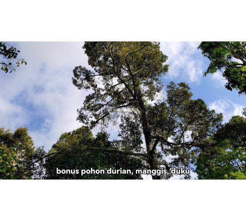 Dijual Tanah Ada Mata Air Area Pupuan Tabanan Bali SHM - Tabanan