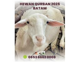 Hewan Qurban 2025 di Batam Rahayu Sapi - Batam
