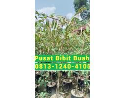  Pusat  Bibit Tanaman Buah - Majalengka