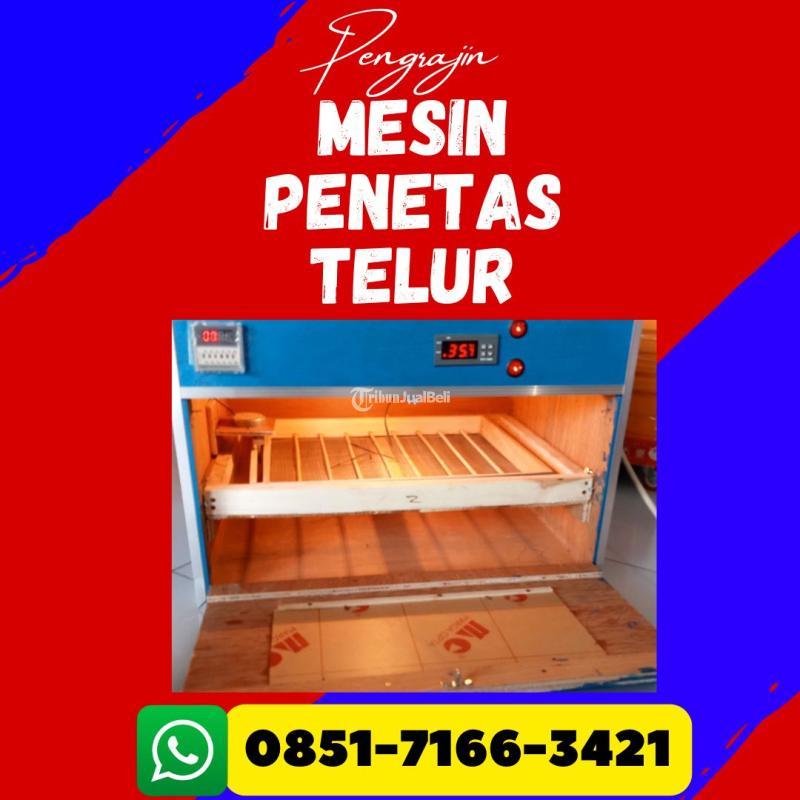 Mesin Penetas Telur Murai Batu - Pasuruan