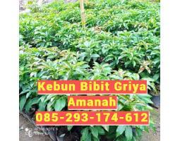 Produsen  Bibit Tanaman Buah - Wonogiri