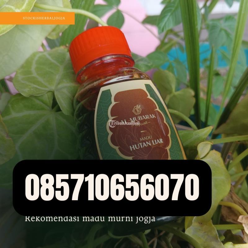 Madu Murni di Jogja - Bantul