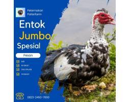 Tsel Peternakan Mentok Jumbo - Bogor Kota