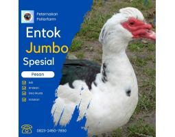  Peternakan Mentok Murah - Bengkulu Tengah 