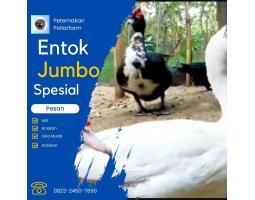 Peternakan Mentok Jumbo - Banjar 