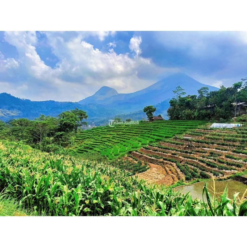 Dijual Tanah Murah Luas 2800m SHM di Trawas Nuansa Ubud Bali - Mojokerto