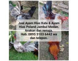 Ayam dengan Berbagai Jenis Harga Murah - Medan