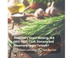 Daun Rosemary Segar dan Berkualitas - Malang 