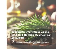 Daun Rosemary Segar dan Berkualitas - Malang 