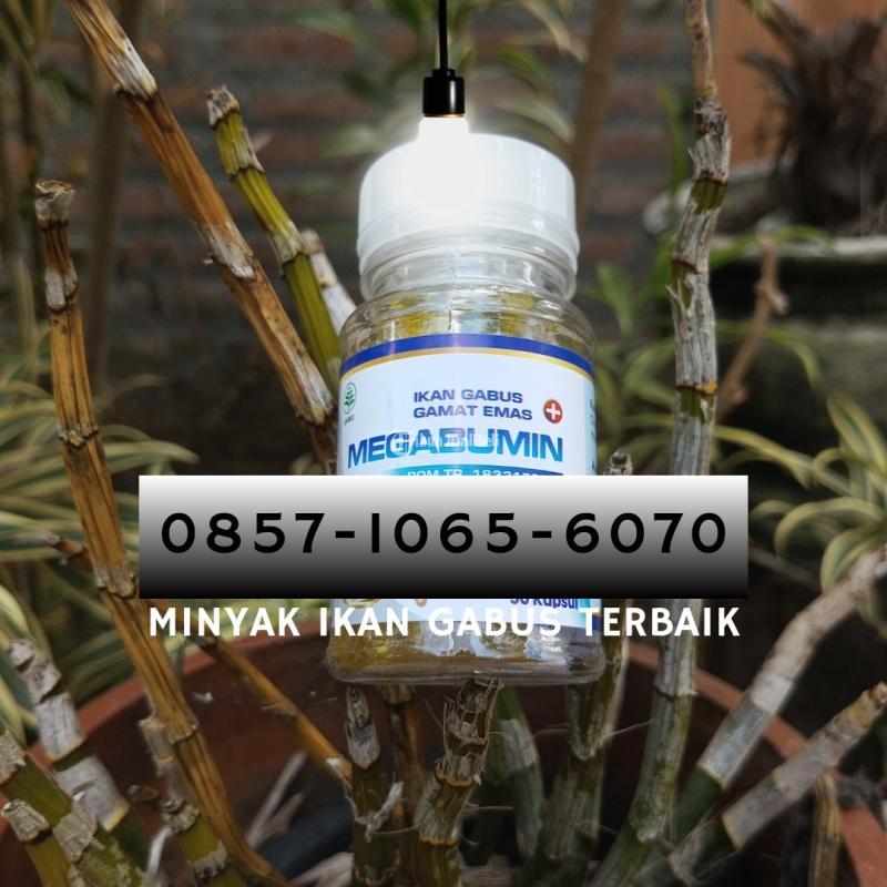 Minyak Ikan Gabus Terbaik - Bantul