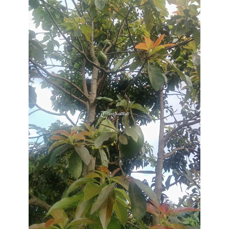 Jual Tanah Luas 3.301 m2 Kebun Jeruk. Apukat, Durian Di Jabung Malang Madewo Apples - Batu