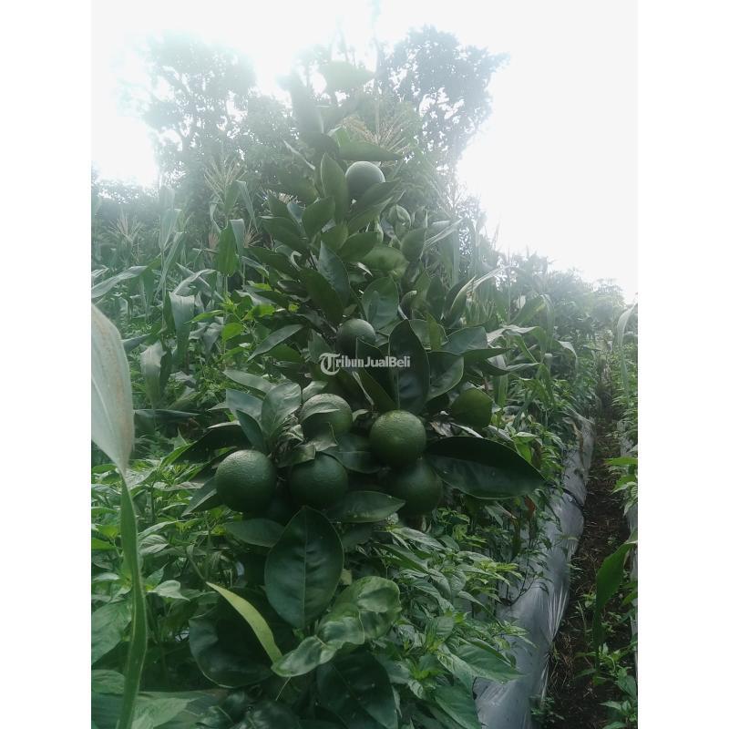 Jual Tanah Luas 3.301 m2 Kebun Jeruk. Apukat, Durian Di Jabung Malang Madewo Apples - Batu