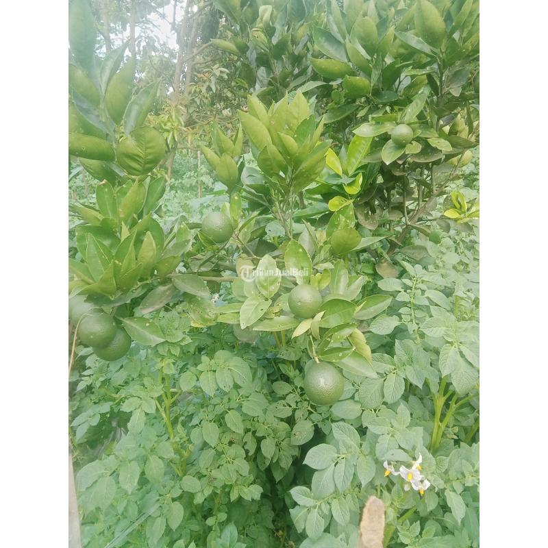 Jual Tanah Luas 3.301 m2 Kebun Jeruk. Apukat, Durian Di Jabung Malang Madewo Apples - Batu