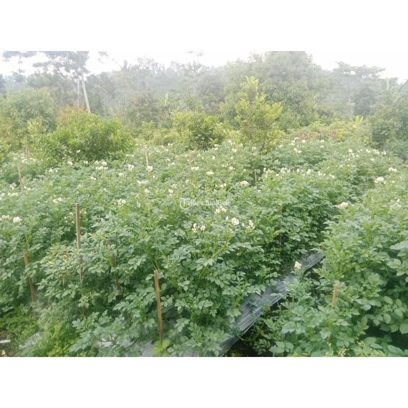 Jual Tanah Luas 3.301 m2 Kebun Jeruk. Apukat, Durian Di Jabung Malang Madewo Apples - Batu