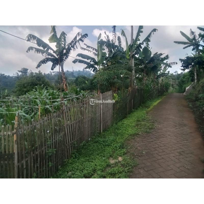 Jual Tanah Luas 3.301 m2 Kebun Jeruk. Apukat, Durian Di Jabung Malang Madewo Apples - Batu