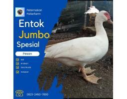 Ternak Unggas Entok Jumbo, Entok Dragon Jumbo - Karawang