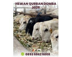 Pusat Hewan Qurban 2025 di Batam Rahayu Sapi - Batam