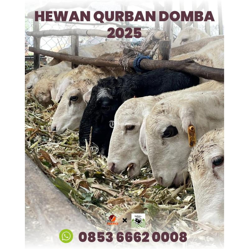 Pusat Hewan Qurban 2025 di Batam Rahayu Sapi - Batam