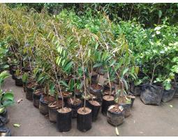 Hortikultura Buah Bibit Durian Montong - Jambi 