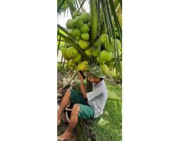 TSEL Hortikultura Buah Bibit Tanaman Kelapa Hibrida - Garut