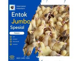 Ternak Unggas   Harga Dod Entok Jumbo - Kendal