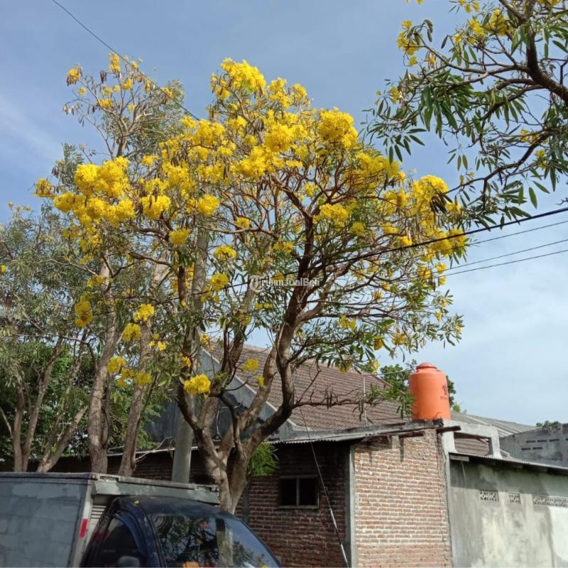 Tabebuya Pohon dan Bibit Kuning Pink Putih Langsung Pembudidaya - Magetan