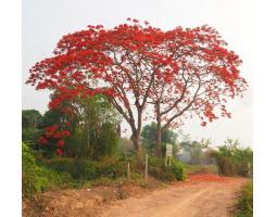 Daftar Harga Pohon Hias Tabebuya Kuning Pink Putih Merah - Pacitan