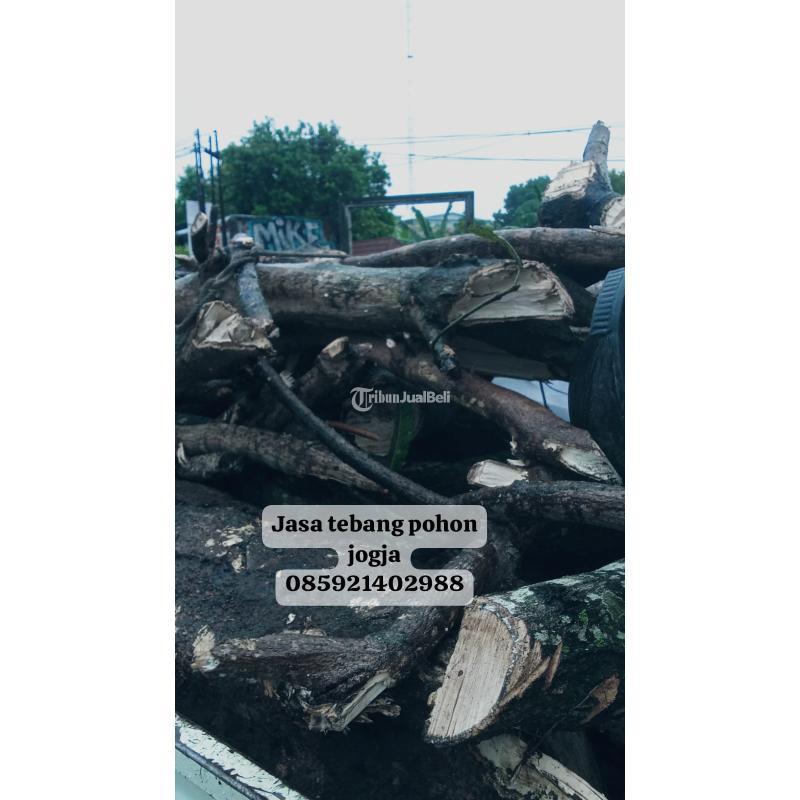 Jasa Tebang Pohon Jogja - Bantul