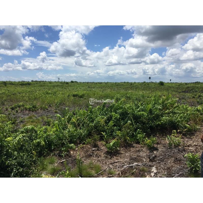 Dijual Tanah Luas 37391m SHM Di Kalimantan Dekat Kantor Bupati - Kubu Raya