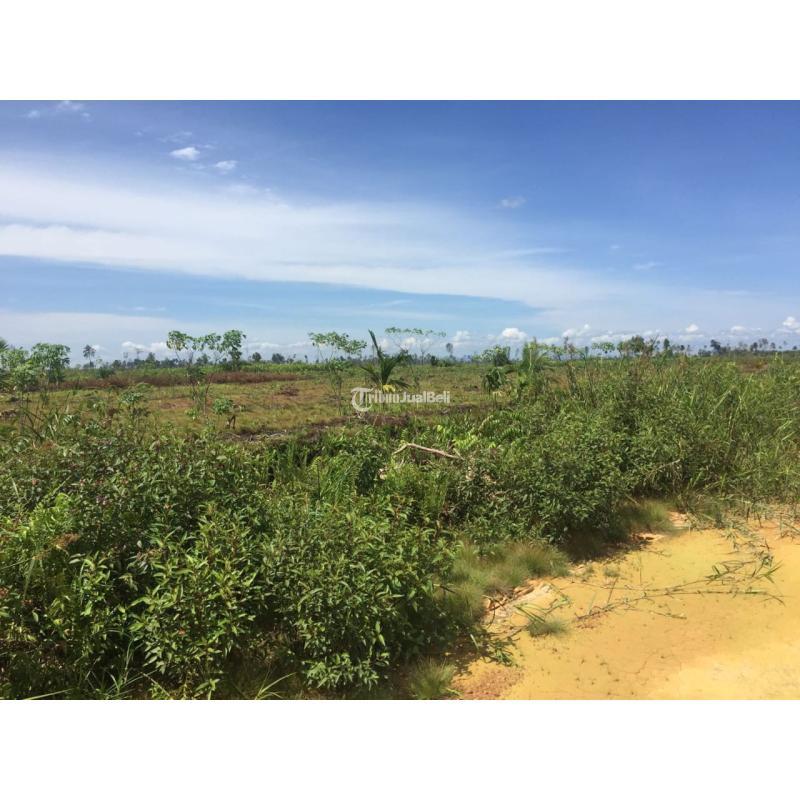 Dijual Tanah Luas 37391m SHM Di Kalimantan Dekat Kantor Bupati - Kubu Raya