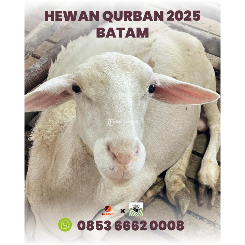 Hewan Qurban di Batam Rahayu Sapi - Batam