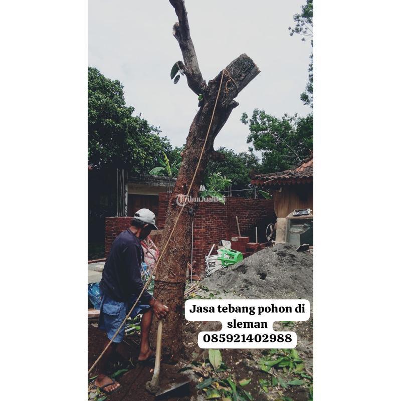 Jasa Tebang Pohon Berkualitas - Bantul 