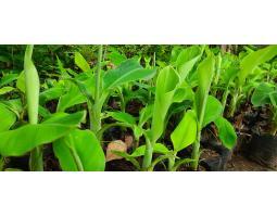 Jual Bibit Pisang Cavendish, Bibit Berukuran 20-40cm, Bibit Berusia 3- 4 Bulan - Bogor