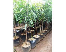 Jual Bibit Unggul  Mangga Klonal 21, Bibit Berukuran 60-80cm, Bibit Berusia 3-6 Bulan - Yogyakarta