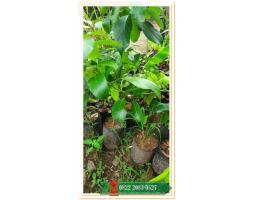 TSEL Hortikultura Buah Bibit Alpukat - Pesawaran