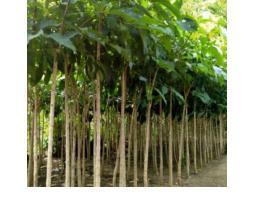 Bibit dan Pohon Hias Tabebuya Tanaman Terpercaya - Serang 