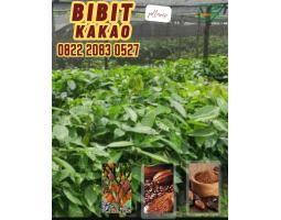 Jual Bibit Buah Coklat Pollarise, Bibit Berukuran 60-80cm, Ciamis - Jawa Barat