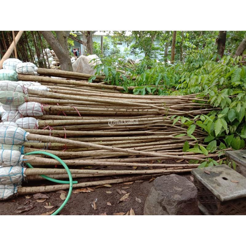 Pohon dan Bibit Tabebuya Tinggi dan Diameter Beragam Ukuran - Badung