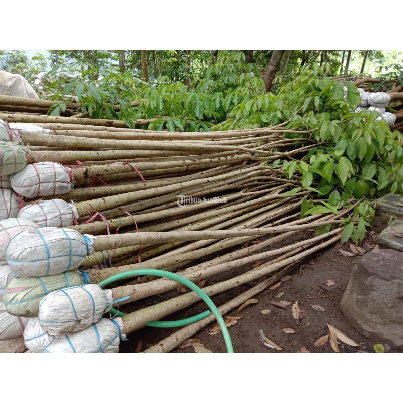 Pohon dan Bibit Tabebuya Tinggi dan Diameter Beragam Ukuran - Badung