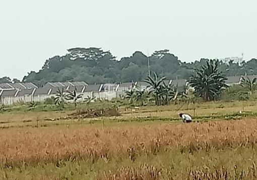 Dijual Tanah Zona Perumahan Luas 19,000 m2 Setu - Bekasi