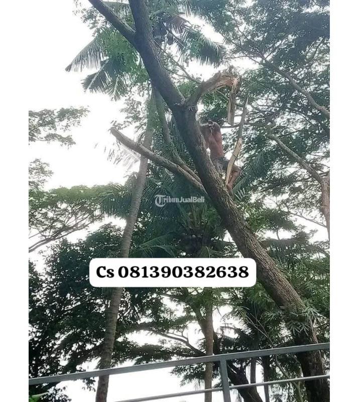 Jasa Tebang Pohon Jogja - Bantul