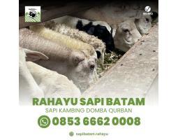 Rahayu Sapi Batam Spesialis Hewan Qurban Sapi Kambing Domba - Batam