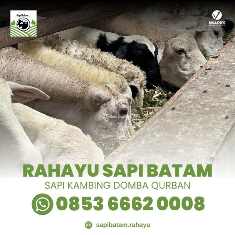 Rahayu Sapi Batam Spesialis Hewan Qurban Sapi Kambing Domba - Batam