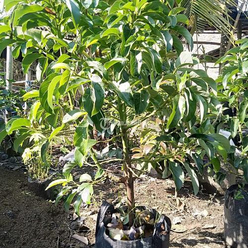 Jual Bibit Buah Alpukat, Bibit Berukuran 60-80cm - Palembang