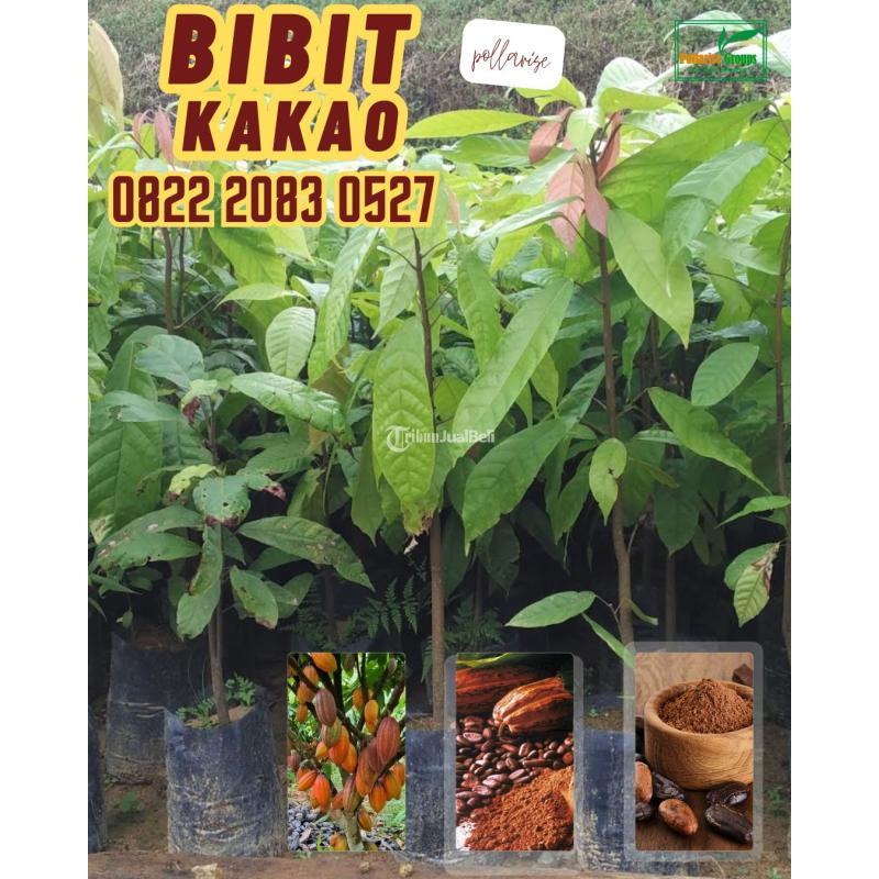 TSEL Bibit Parfum Coklat, Bibit Pepaya Coklat Pollarise - Mempawah