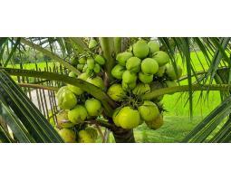 Jual Bibit Kelapa Genjah Entok, Bibit Berukuran 10-100cm, Gianyar - Bali