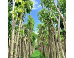 Penjual Tanaman Hias Tabebuya Ukuran Diameter Tinggi dan Warna Beragam - Brebes