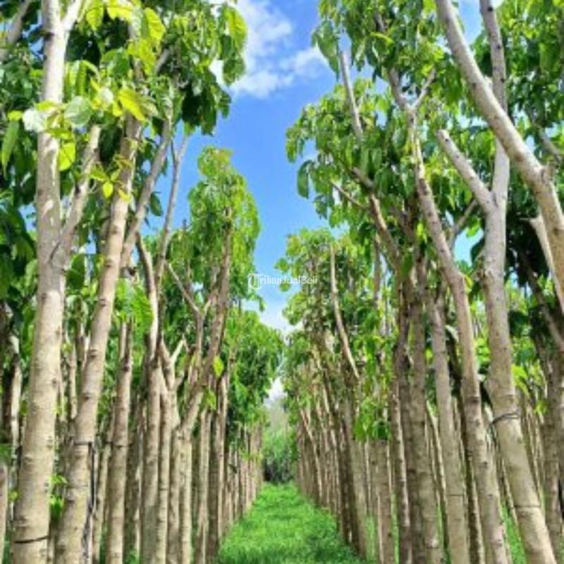 Penjual Pohon dan Bibit Tabebuya Langsung Petani - Kebumen