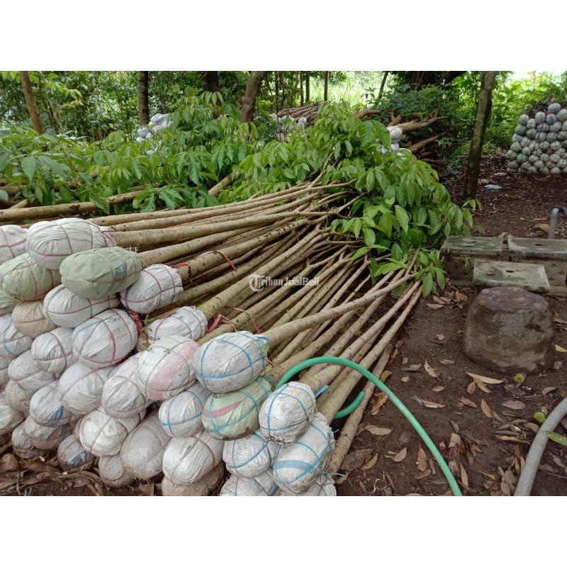 Penjual Pohon dan Bibit Tabebuya Langsung Petani - Kebumen